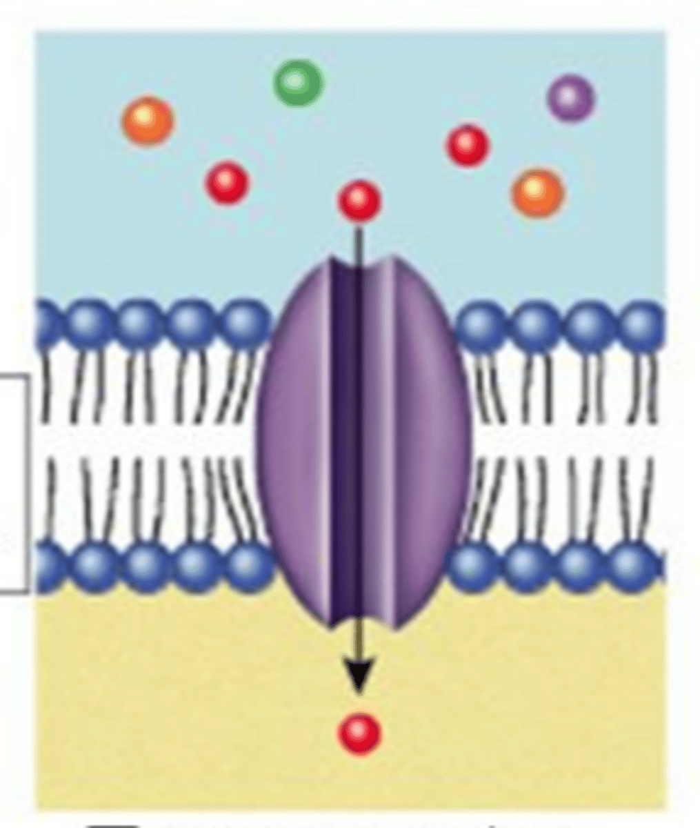 <p>Membrane protein that allows for the transport of polar and charged substances (usually ions) to diffuse across membranes</p>