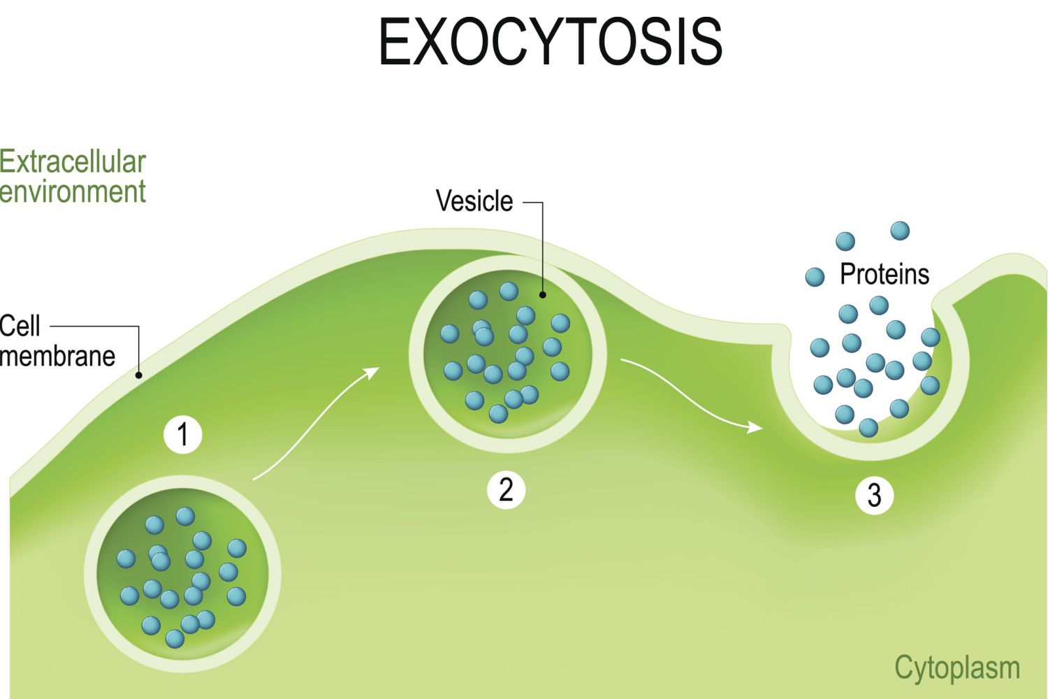 <p>secretion into extracellular space.</p><p>a process for moving large molecules out of the cell to the cell exterior. Commonly, these macromolecules originate in storage vacuoles inside the cell and are moved to the exterior after an appropriate signal for this action</p>