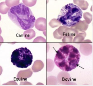 <p>These are…</p>