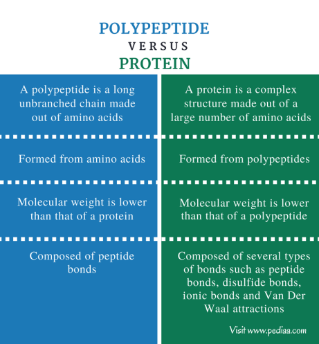 <p>polymers composed of many amino acids linked by colvant bonds, protiens are composed of one or many polypeptides, vary in number and sequence of amino acids</p>