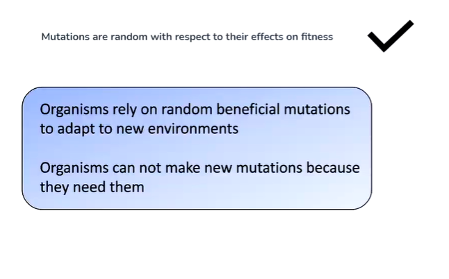 <p>But bacteria have mutators strains.</p>