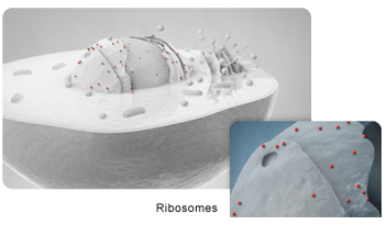 <ul><li><p>tiny sphere-shaped organelles</p></li><li><p>are produced in the nucleolus from rRNA and protein molecules</p></li><li><p>are assembled in the cytoplasm </p></li><li><p>mobile “protein factories” </p></li></ul><p></p>