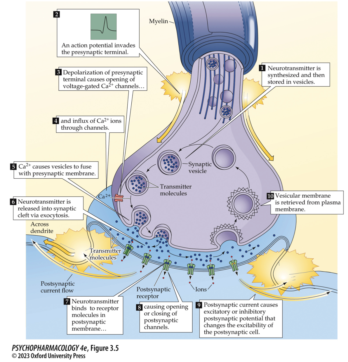 <ul><li><p><strong>AP arrives</strong> → presynaptic <strong>depolarization</strong> → <strong>voltage-gated Ca²⁺ channels open</strong> → <strong>Ca²⁺ influx</strong></p></li><li><p><strong>SNARE-primed vesicle fuses</strong> (Ca²⁺ sensor = <strong>synaptotagmin</strong>) → <strong>NT released</strong></p></li><li><p>NT binds <strong>ionotropic</strong> (fast) or <strong>metabotropic</strong> (GPCR) receptors → <strong>EPSP/IPSP</strong></p></li><li><p><strong>Termination:</strong> <strong>reuptake (transporters)</strong>, <strong>enzymatic breakdown</strong>, or <strong>diffusion</strong>; <strong>membrane retrieved</strong> by endocytosis<br><span data-name="brain" data-type="emoji">🧠</span> <em>Takeaway:</em> <strong>Ca²⁺ + SNAREs → fusion; transporters/enzymes → signal off.</strong></p></li></ul><p></p>