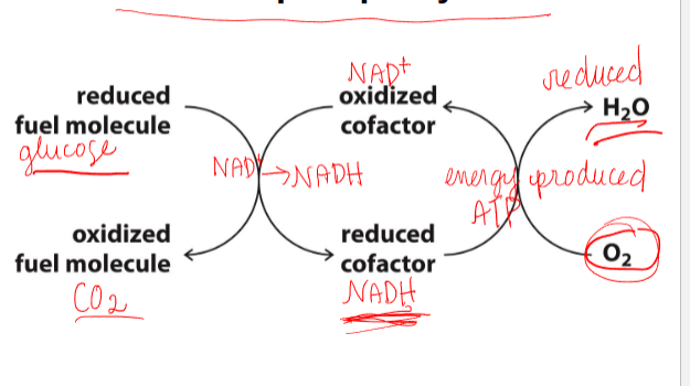 knowt flashcard image