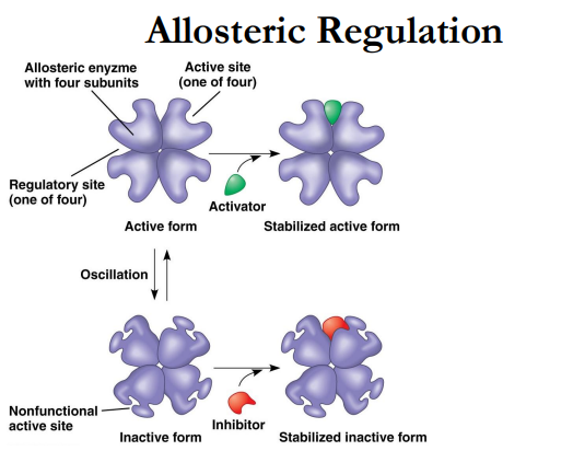 <p>stabilize the protein in one state or the other</p><ul><li><p>activator: stabilizes in active conformation</p></li><li><p>inhibitor: stabilizes in inactive conformation</p></li></ul><p></p>