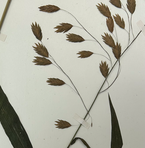 <p>Poales</p><p><span style="background-color: transparent;"><span>Poaceae</span></span></p><p><span style="background-color: transparent;"><em><span>Chasmanthium latifolium</span></em></span></p>
