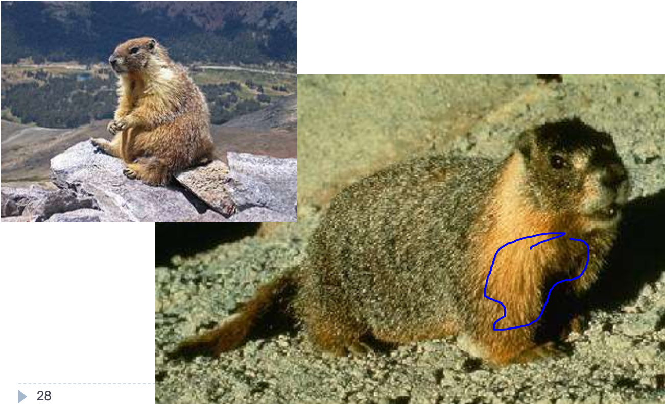 <p>yellow-bellied marmot</p>