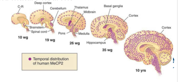 <p>neurodevelopmental disorder, early development normal, loss of language, cognative and motor abilities from 6-12 months, caused by mutations in X-linked MECP2, encoding methyl-CpG-binding protein 2, highly expressed in brain, may function in maintenence of developing and mature neurones </p>
