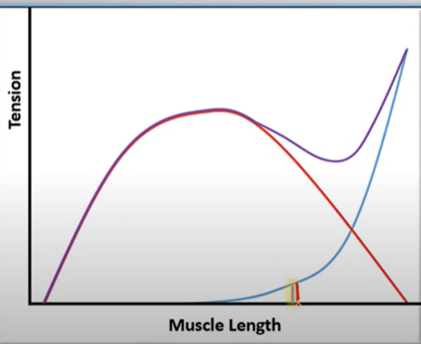 <p>Total tension (purple) = active (red)+ passive (blue)</p>
