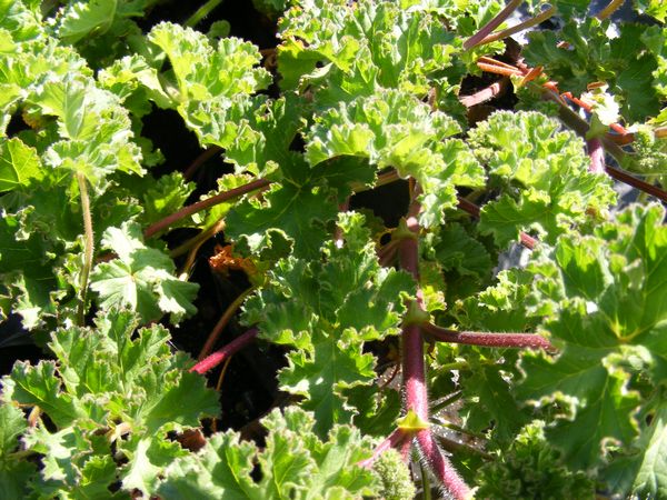 <p>a wildflower vine that grows along the seashore and has many medicinal uses, looks a little like kale</p>