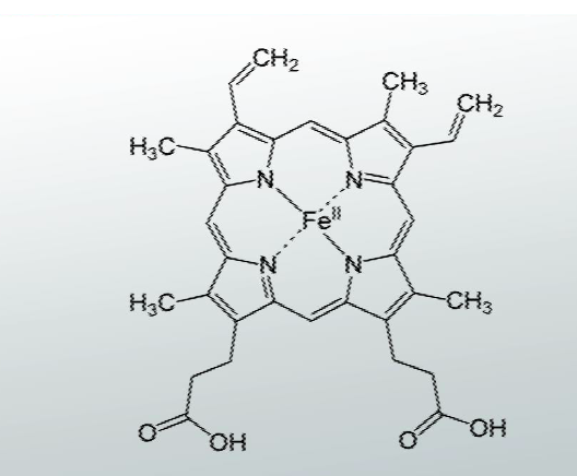 <p><strong>Myoglobin</strong></p><p>Fe (II) of heme has 6 coordinates:</p><p>__ interact with N atoms of heme</p><p>__  interact with N of His side chains</p><p>__ interact with O2 or N of second His side chains</p><p></p>