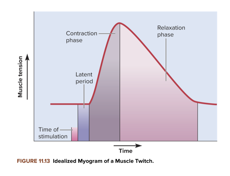 <ul><li><p>response of a muscle to a single stimulation</p></li><li><p><strong>Three periods: </strong></p></li></ul><ol><li><p><strong>Latent: </strong>Delay → stimulus happens, but no contraction yet.</p></li><li><p><strong>Contraction:</strong> Muscle fibers shorten and tension rises</p></li><li><p><strong>Relaxation: </strong>Muscle relaxes, Ca²⁺ goes back to SR.</p></li></ol><p></p>