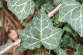 <p>What is this plant?</p>