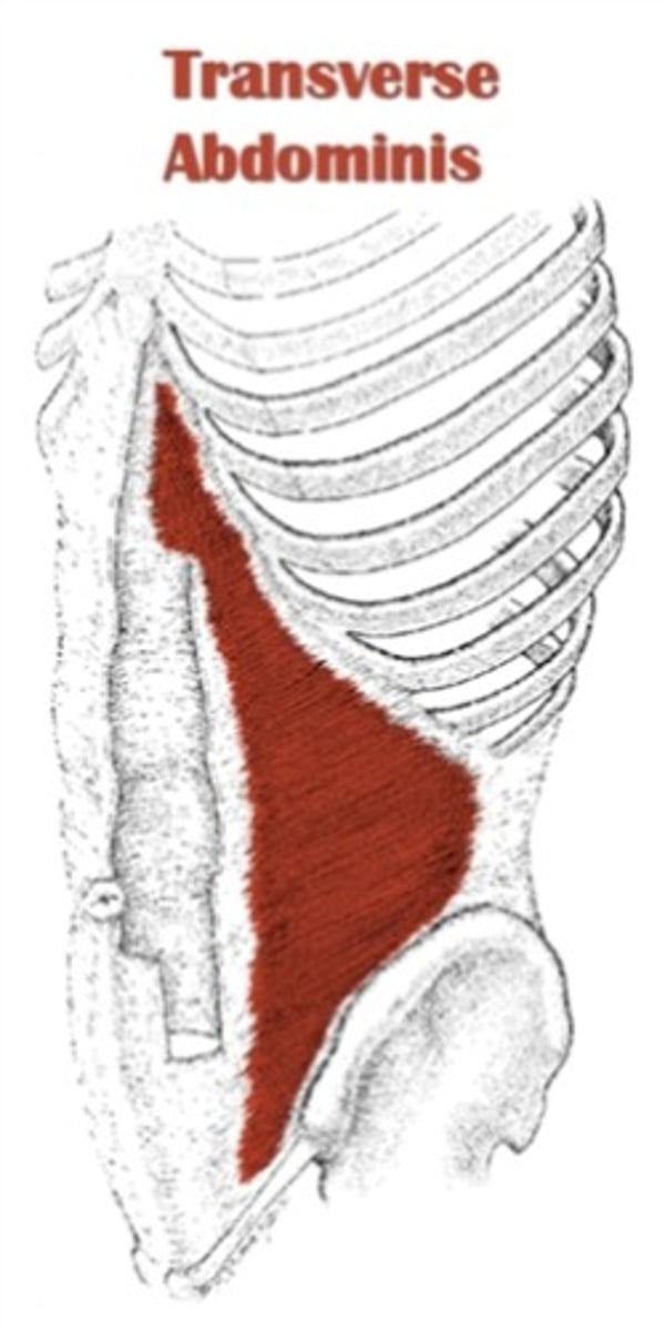 <p>costal cartilages of lower ribs, thoracolumbar fascia, iliac crest, and inguinal ligament</p>