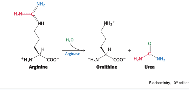 <ul><li><p>arginase = <strong>hydrolyzes</strong> arginine to generate <strong>urea and ornithine</strong></p></li><li><p>ornithine is <strong>transported back</strong> into mitochondria</p></li><li><p>urea is <strong>excreted</strong></p></li></ul><p></p>