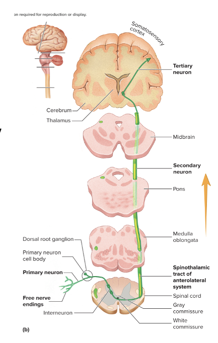 <p>Transmits sensory signals for peripheral receptors to the cerebral cortex</p><ul><li><p>has three neuron chain&nbsp;</p></li></ul><p></p>
