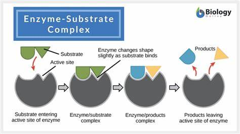 <p>reactant that enzyme binds to (The thing that goes INTO the enzyme, the thing that changes during reaction)</p>