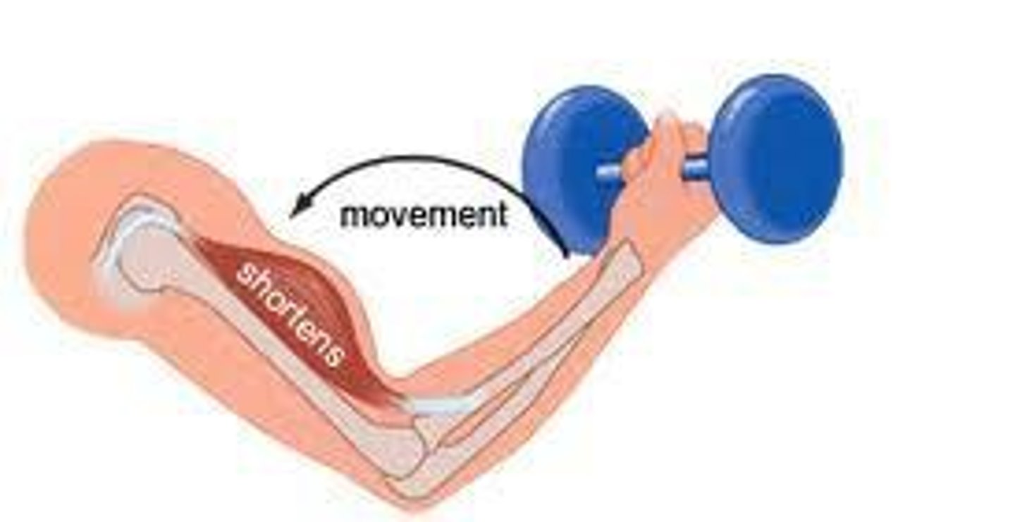 <p>Where the muscle shortens as the fibres contract</p>