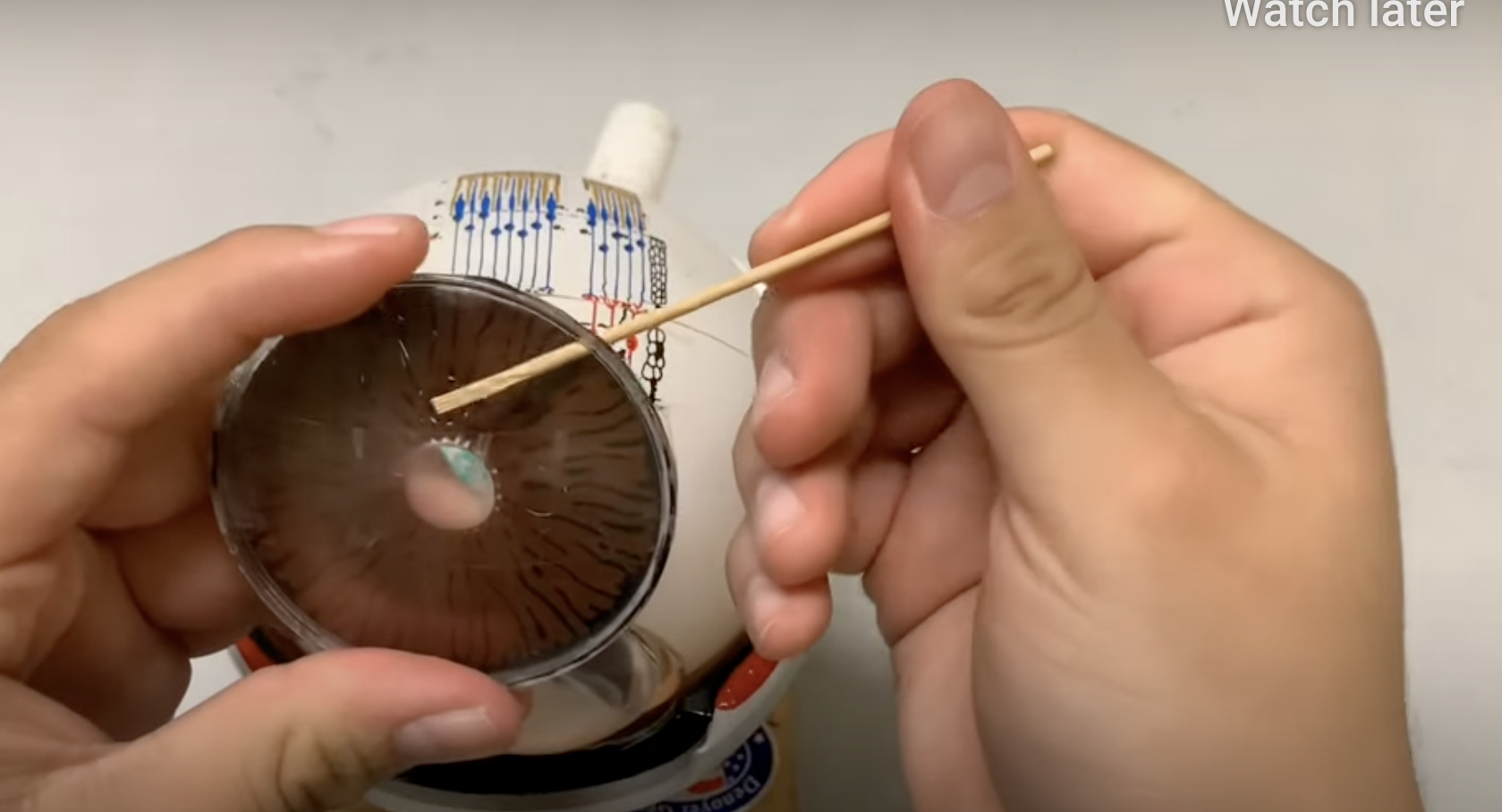 <p>what is this part of the eye?</p>