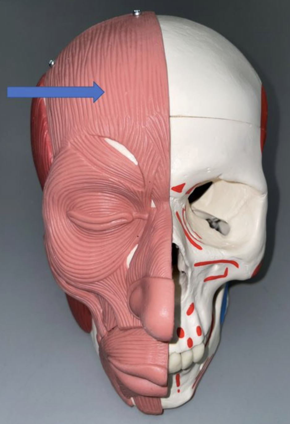 <p>muscle name & function</p>