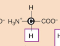 <p>Glycine (Special case)</p>