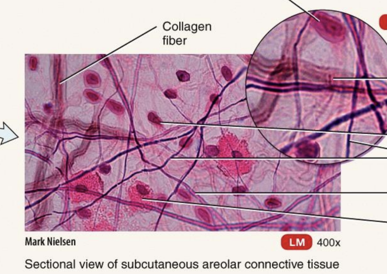 <p>Mature Connective Tissue; loose connective tissue: <strong>Areolar Connective Tissue</strong></p>