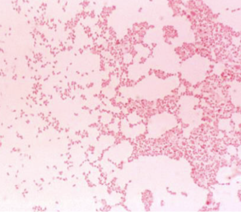 <p>Gram stain illustration. This catalase positive, oxidase positive organism is most likely to be:</p>