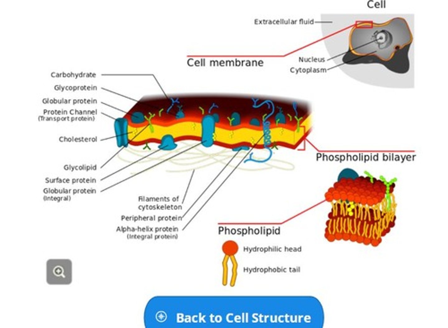 <p>the outer protective covering of the cell.</p>