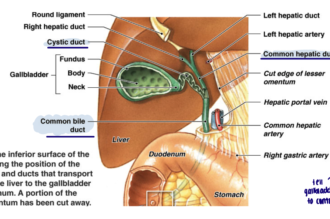 <ul><li><p>All bile produced by hepatocytes ultimately drains into the common hepatic duct </p></li><li><p>Bile enters/exits gallbladder via the cystic duct </p></li><li><p>Cystic duct and hepatic duct converge to form the common bile duct </p></li></ul><p></p>