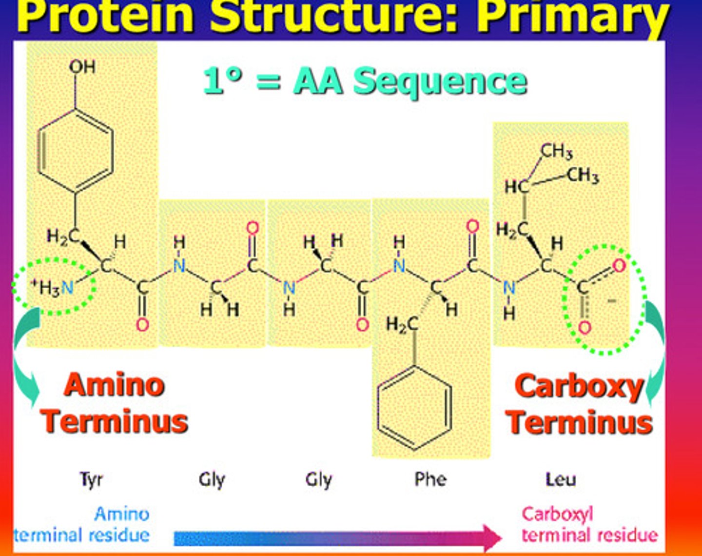 <p>- the number and order of amino acids in a polypeptide chain<br>- N-C-C-N-C-C-N-C-C "backbone" to the chain<br>- --------- is always read from the N terminus to the COOH terminal</p>