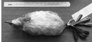 <p>Orden podicipediformes</p>