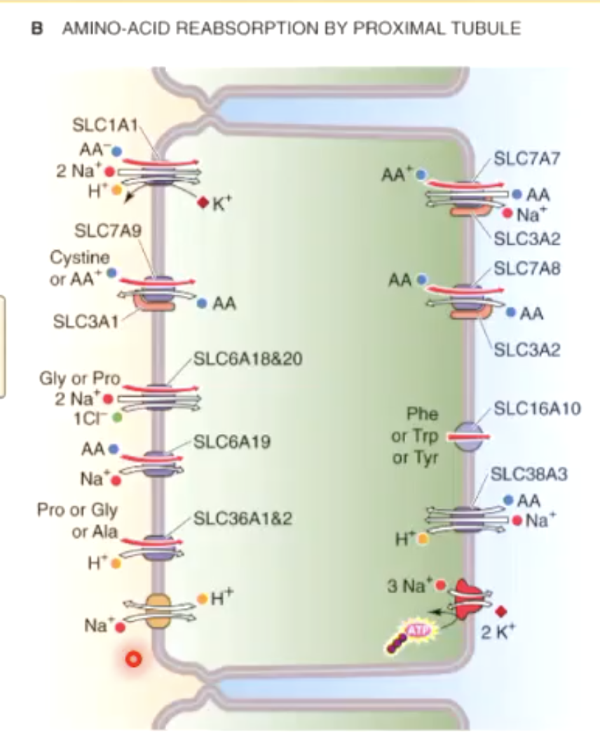 <p>many amino acid cotransporters use Na+ concentration gradient to reabsrob them back into circulation</p>