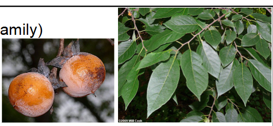 <p>Ebenaceae</p><p>Diospyros virginiana</p>