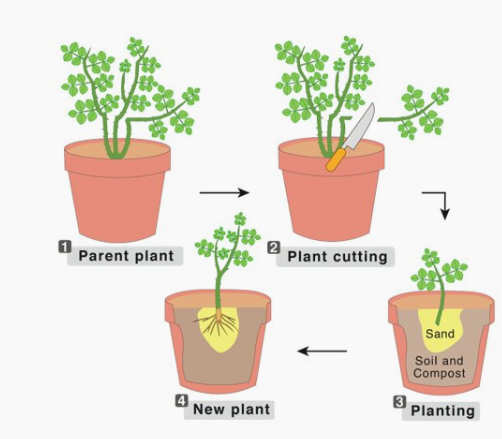 <p>occurs when a cutting is taken from a mature parent plant, and the cutting is planted into its own soil to grow into a new independent (identical) plant.  </p>