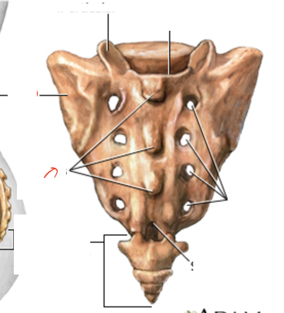 <p>formed by fused spinous processes</p>