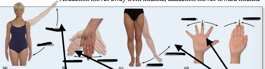 <p>Moves AWAY from midline or is TAKEN AWAY from the body</p>