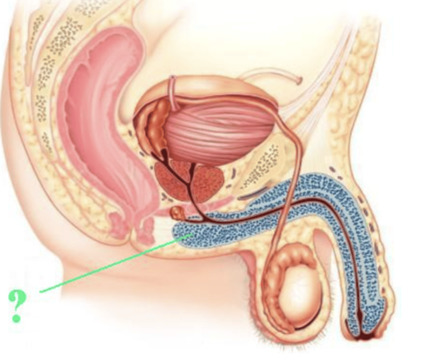 <p>bulb of the penis</p>