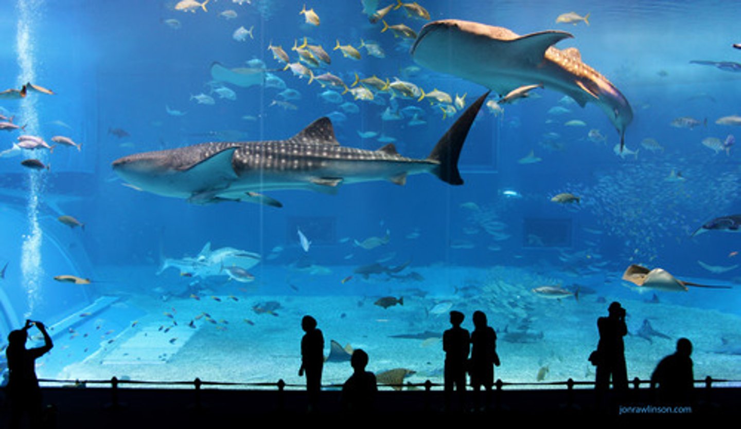 <p>a glass tank or bowl in which fish or other aquatic animals live 수족관, 유리 수조</p>