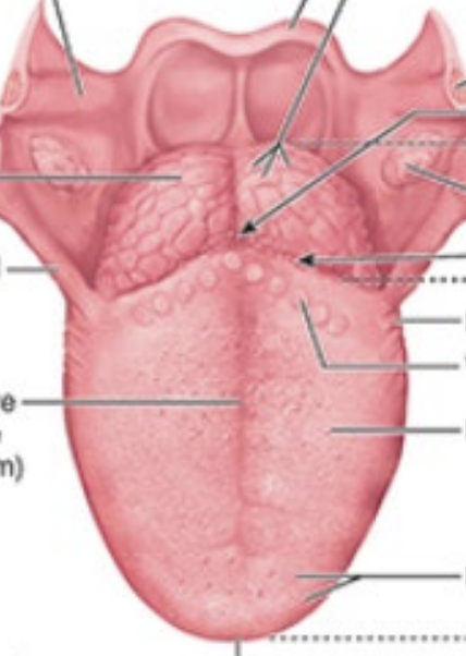 <p>Identify the following features of the tongue:</p><p>terminal sulcus</p><p>foramen cecum</p><p>midline groove</p><p>linguinal papillae </p>