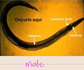 <ol><li><p><em><u>Oxyuris equi</u></em></p></li><li><p>LI</p></li><li><p>Equine</p></li><li><p>Male</p></li></ol><p></p>