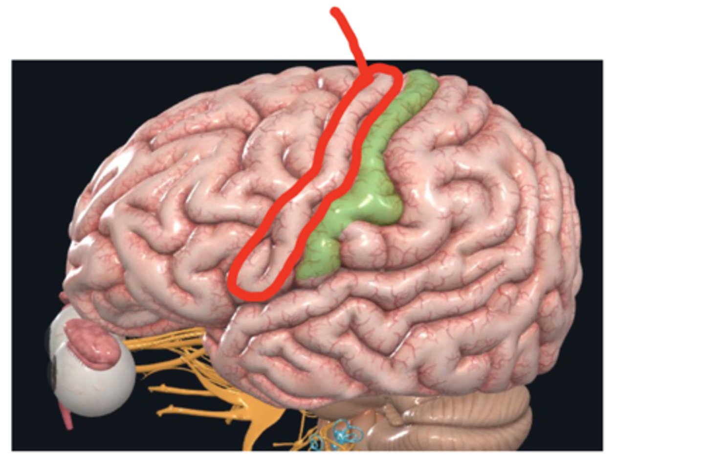 <p>What is this circled structure?</p>