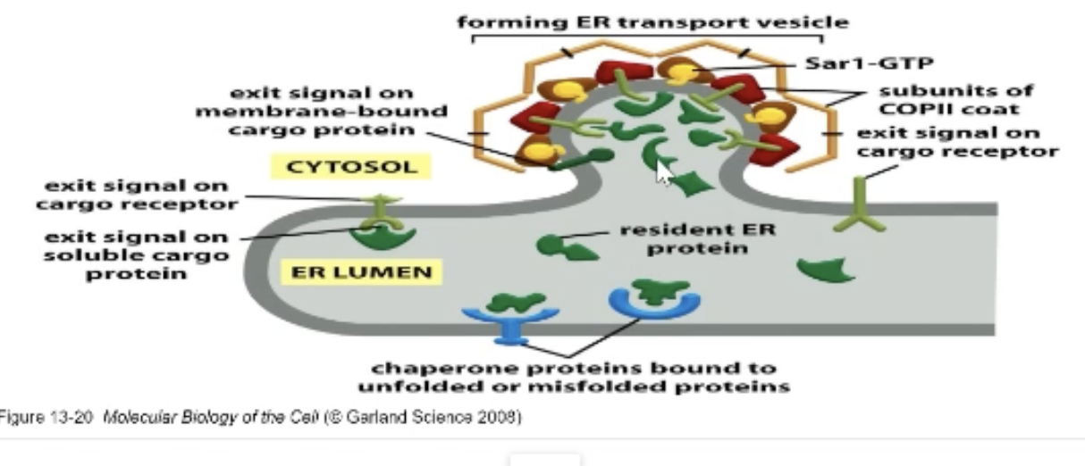 <p>Must be able to recrit cargo.</p><p><strong>Transmembrane</strong> protein that needs to leave ER, will have exit signals in their cytosolic ‘tails’ that are recognized by coat proteins</p><p><strong>Soluble proteins </strong>bind to cargo receptors that have exit signals in their tails; receptors get returned</p>