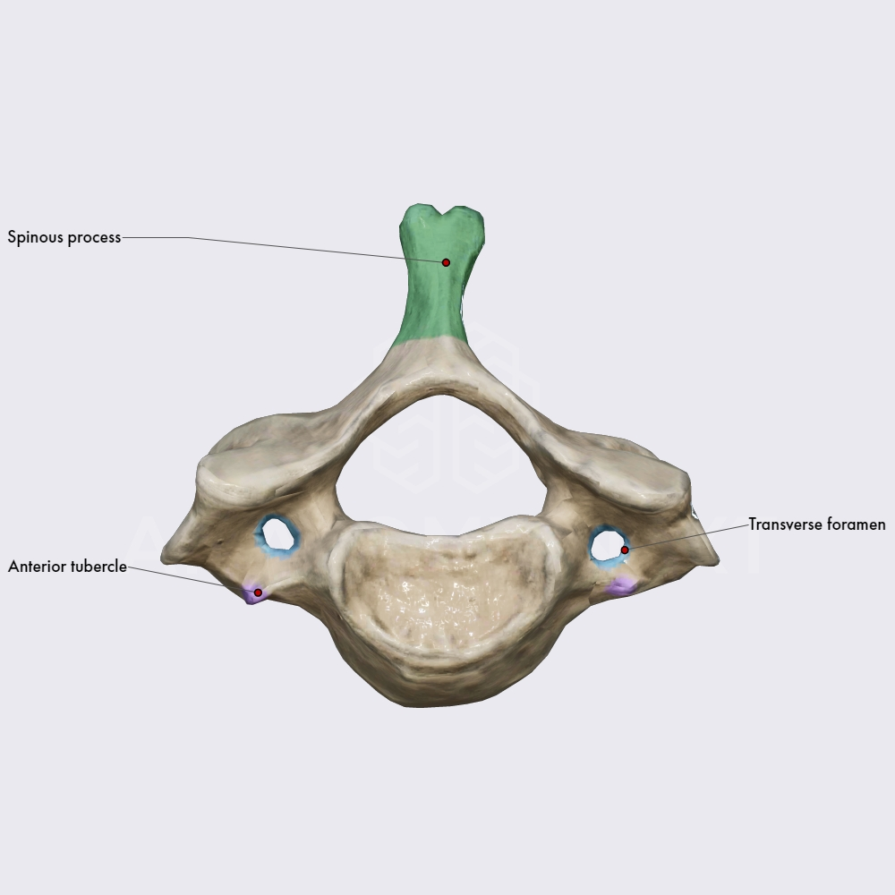 <p>The long spinous process with less bifid</p>