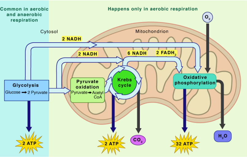 <p>Cellular Respiration</p>