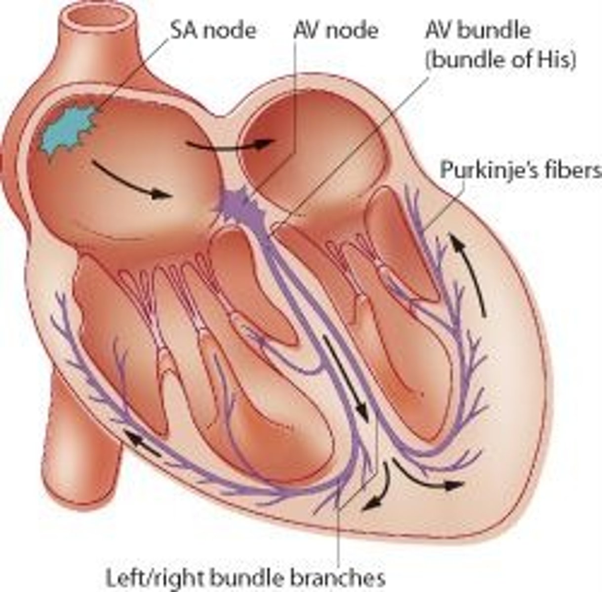<p>A contraction impulse starts at the sinotrial node, spreads across the atria to the atrioventricular node, and then progresses down the AV bundle and its bundle branches to the Punkinje fibers.</p>
