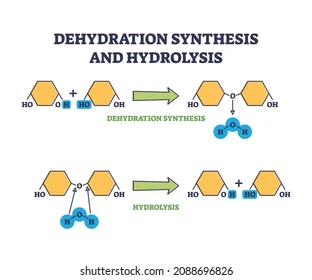 <ul><li><p>They <strong>require an input of energy, so energetically UNFAVORABLE</strong></p></li><li><p>In cells, enzymes and activated intermediates are used to make this happen</p></li><li><p>Requires energy → ATP (directly or indirectly)</p></li></ul><p><span><strong><span>produce water </span></strong><span>as a byproduct when two molecules combine to form a larger one</span></span></p>
