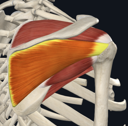 <p>Infraspinatus (S<strong>I</strong>TS)</p>