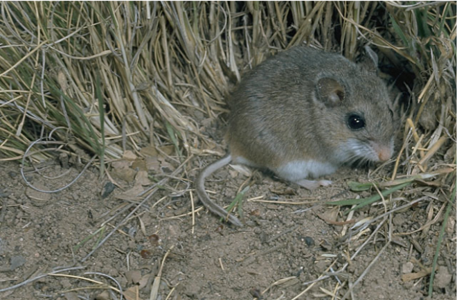 <p>invasive ants changing behavior of mice</p>