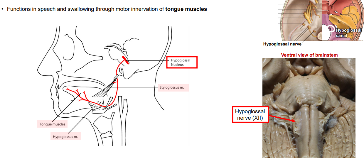 <ul><li><p>Function: MOTOR</p><ul><li><p>Hypoglossal Nucleus: All intrinsic tongue muscles and most extrinsic tongue muscles (except palatoglossus - CN X)</p></li></ul></li></ul><p></p>