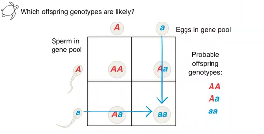 Homozygous Recessive Offspring